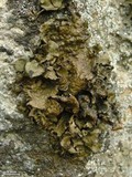 Lasallia pensylvanica image