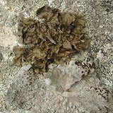 Lasallia pensylvanica image