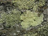 Rhizocarpon lecanorinum image