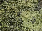 Rhizocarpon geographicum image