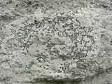 Lecanora oreinoides image