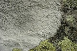 Lecanora oreinoides image