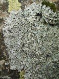 Parmelia omphalodes image