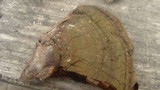 Ganoderma lobatum image