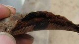 Ganoderma lobatum image