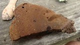 Ganoderma lobatum image