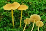 Entoloma unicolor image