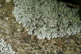 Parmelia omphalodes image