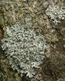 Parmelia omphalodes image