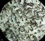 Parmelia omphalodes image