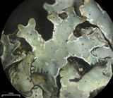 Parmelia omphalodes image