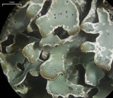 Parmelia omphalodes image