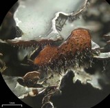 Parmelia omphalodes image