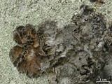 Lasallia pensylvanica image