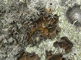 Lasallia pensylvanica image
