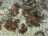 Lasallia papulosa image
