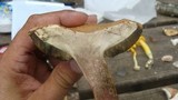 Boletus chrysenteron image