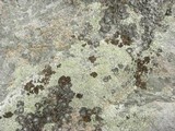 Lasallia pensylvanica image