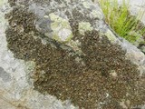 Lasallia pensylvanica image