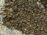Lasallia pensylvanica image