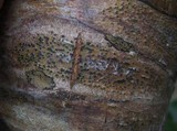 Pyrenula macrospora image