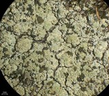 Trapeliopsis granulosa image