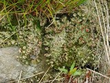Cladonia pyxidata image
