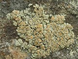 Rhizoplaca subdiscrepans image