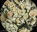 Rhizoplaca subdiscrepans image