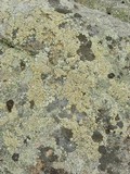 Rhizoplaca subdiscrepans image
