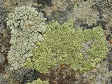 Rhizoplaca subdiscrepans image