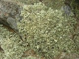 Xanthoparmelia viriduloumbrina image