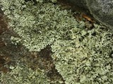 Xanthoparmelia viriduloumbrina image