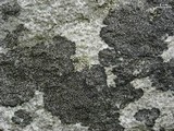 Rhizocarpon subgeminatum image