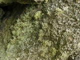 Ramalina intermedia image