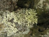 Ramalina intermedia image