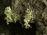 Ramalina intermedia image