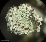 Cladonia coccifera image