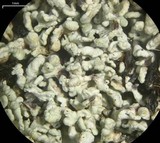 Cladonia coccifera image