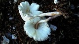 Leucocoprinus cepistipes image