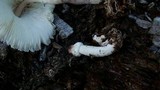 Leucocoprinus cepistipes image