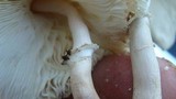 Leucocoprinus cepistipes image