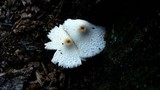 Leucocoprinus cepistipes image