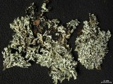 Hypotrachyna virginica image