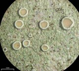 Lecanora subrugosa image