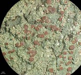 Loxospora ochrophaea image