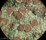 Loxospora ochrophaea image