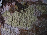 Pyrrhospora quernea image