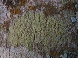 Pyrrhospora quernea image