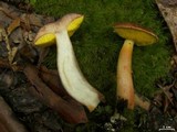Aureoboletus auriporus image
